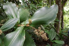 Miconia macrotis