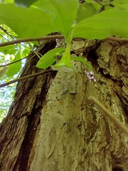 Exobasidium rhododendri