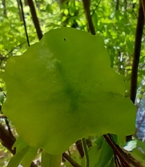 Exobasidium rhododendri