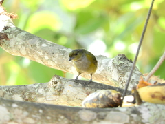 Euphonia pectoralis