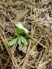 Exobasidium rhododendri