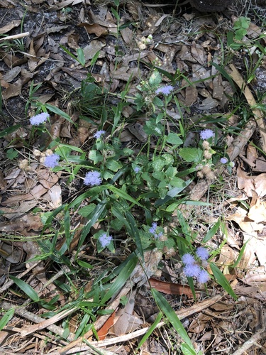 Conoclinium coelestinum image