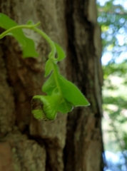 Exobasidium rhododendri