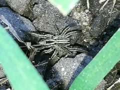 Hogna birabeni