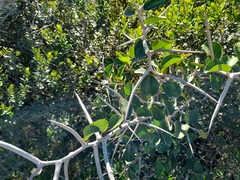 Dovyalis rotundifolia