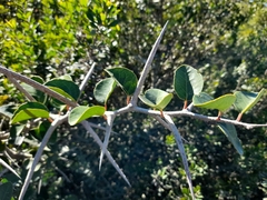 Dovyalis rotundifolia