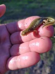 Lissotriton maltzani