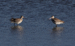 Limosa lapponica lapponica