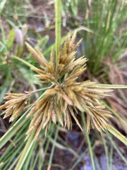 Cyperus polystachyos polystachyos
