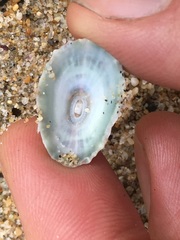 Fissurella virescens