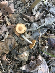 Conocybe vestita