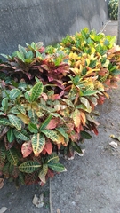 Codiaeum variegatum pictum