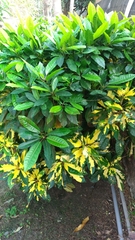 Codiaeum variegatum pictum