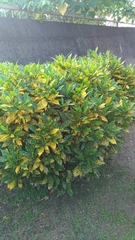 Codiaeum variegatum pictum