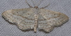 Idaea elongaria