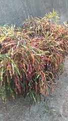 Codiaeum variegatum pictum