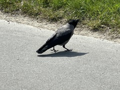 Corvus cornix