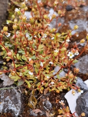 Saxifraga tridactylites