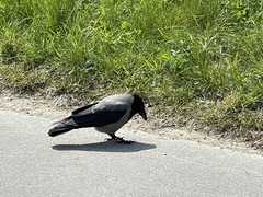 Corvus cornix