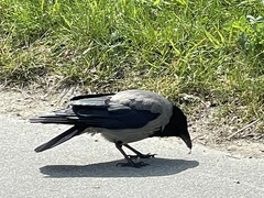 Corvus cornix