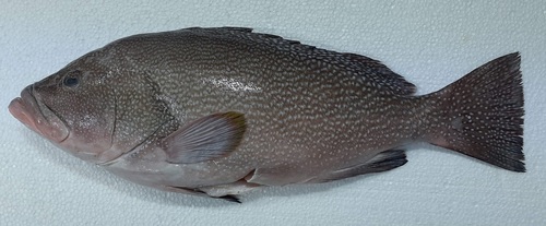 Calico grouper (Epinephelus drummondhayi) — Serranidae — 5
