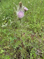 Cirsium engelmannii