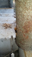 Urocerus gigas