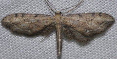 Idaea attenuaria