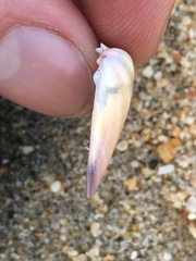 Donax punctatostriatus