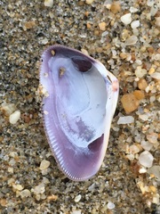 Donax punctatostriatus