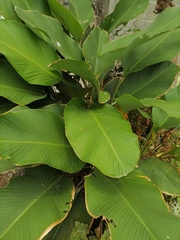 Calathea lutea