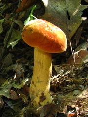 Boletus subluridellus