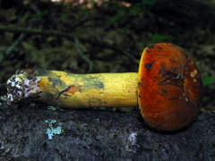 Boletus subluridellus