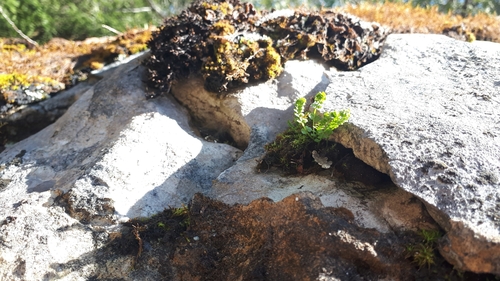 Smooth woodsia (Woodsia glabella)