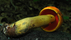 Boletus subluridellus