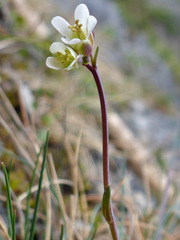 Arabis scabra