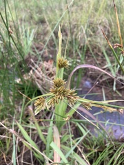 Cyperus polystachyos polystachyos