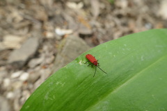 Lopheros rubens