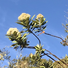 Ageratina asclepiadea