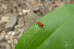 Lopheros rubens