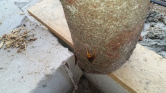 Urocerus gigas