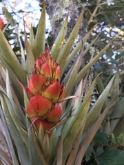 Tillandsia turneri