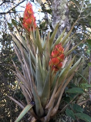Tillandsia turneri