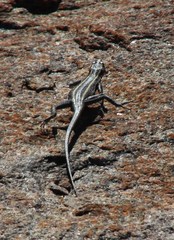 Platysaurus capensis