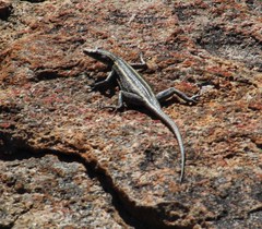 Platysaurus capensis