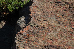 Platysaurus capensis