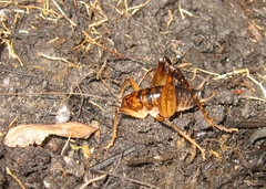 Ceuthophilus brevipes