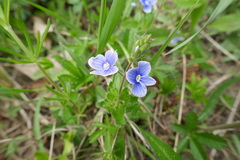 Veronica chamaedrys vindobonensis