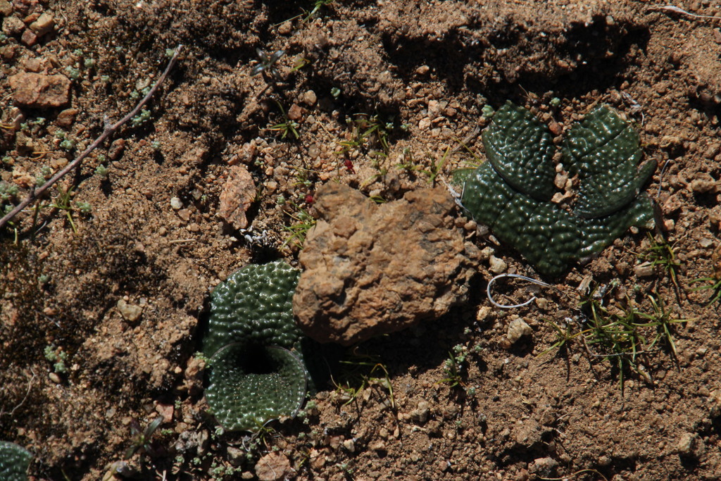 Massonia pygmaea, south ridge Sneeukop Vaaldam/Modderfontein Kamiesberg