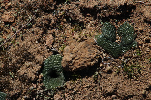 Pygmy Hedgehog Lily (Massonia pygmaea)